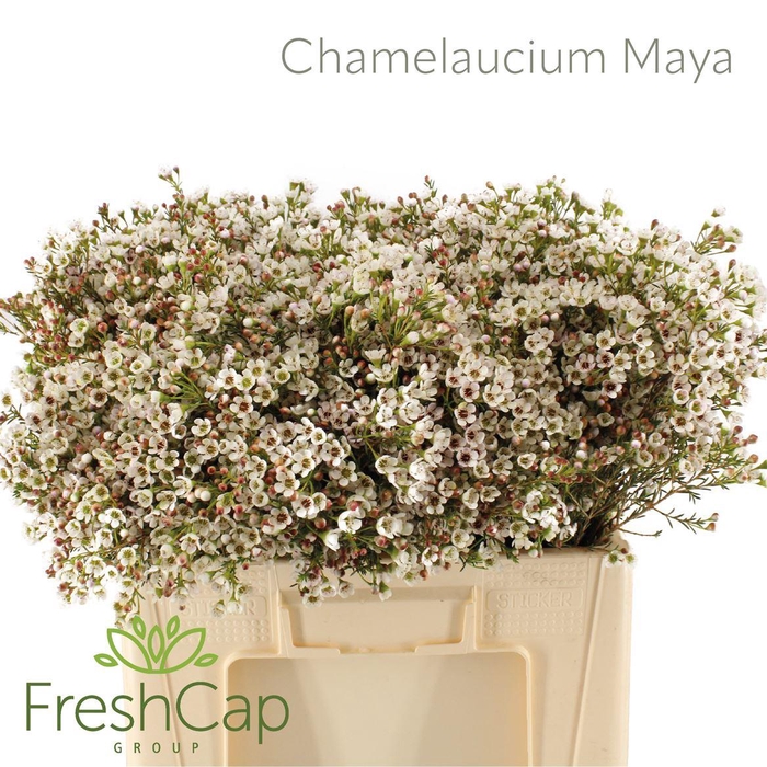 <h4>Chamelaucium Maya</h4>