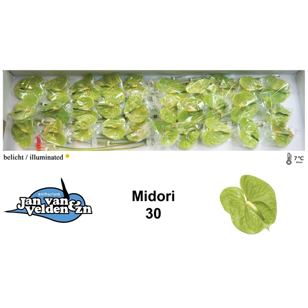 <h4>Anth A Midori 9 cm X30 Jan van Velden</h4>
