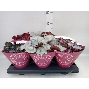 Begonia BD 'Beleaf'   ...mix