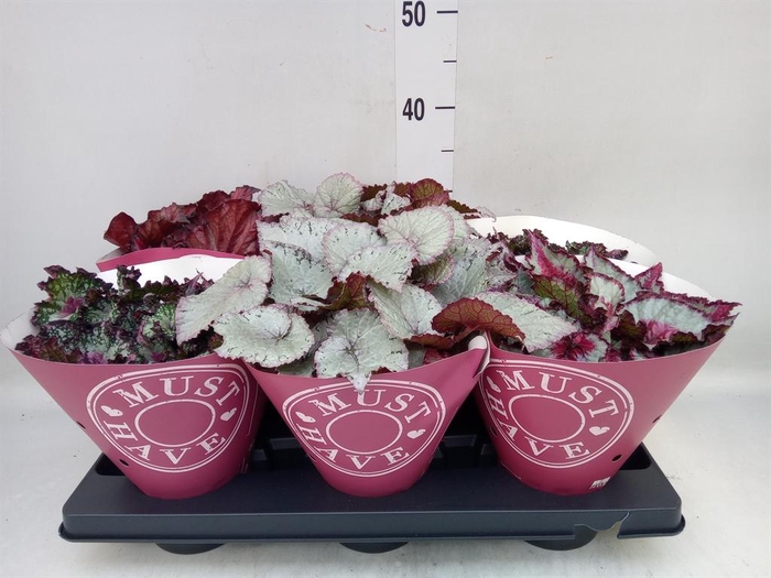 <h4>Begonia BD 'Beleaf'   ...mix</h4>