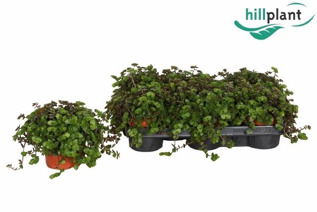 <h4>CALLISIA ELEGANS</h4>