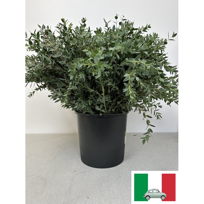 <h4>EUC PARVIFOLIA PB</h4>