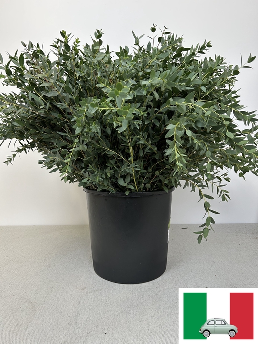 EUC PARVIFOLIA PB