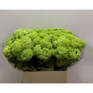 VIBURNUM ROSEUM (SNEEUWBAL)