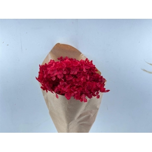 Pres Hydrangea Red Bunch