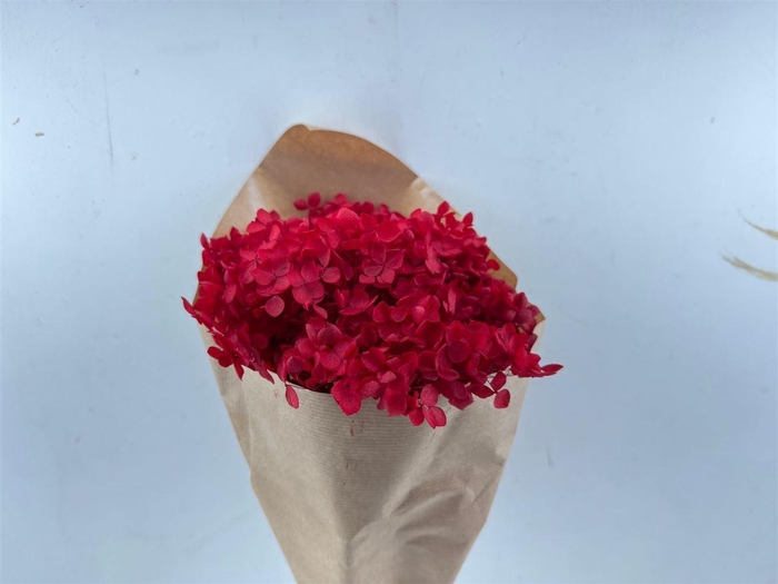 <h4>Pres Hydrangea Red Bunch</h4>
