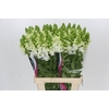 Antirrhinum Potomac White