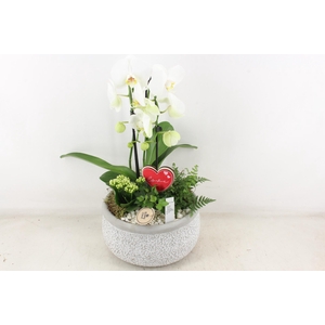 arr2 PL - Ker. barok grijs phal wit