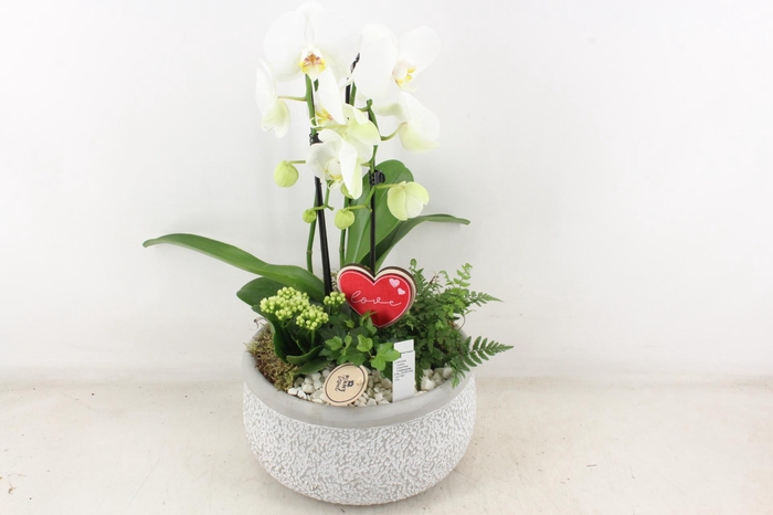 <h4>arr2 PL - Ker. barok grijs phal wit</h4>