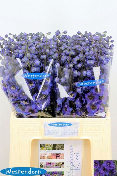 <h4>Delph El Du Kissi Flash Blue</h4>