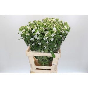 Oxypetalum coeruleum 'Perfect White Harmony'