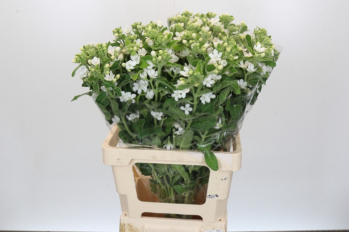 <h4>Oxypetalum coeruleum 'Perfect White Harmony'</h4>