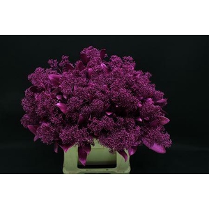 Skimmia Erica Metallic