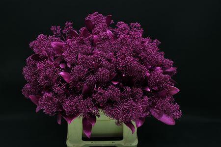 <h4>Skimmia Erica Metallic</h4>