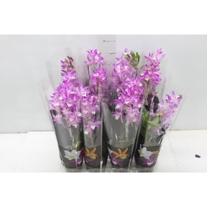 DENDROBIUM NOBILY P09 ROSA
