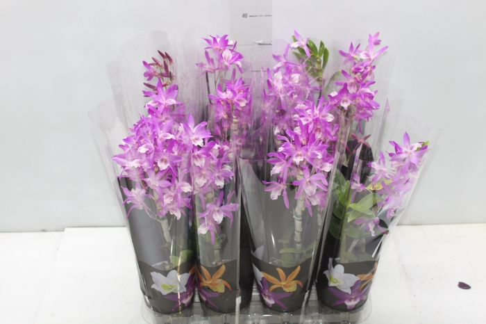 <h4>DENDROBIUM NOBILY P09 ROSA</h4>