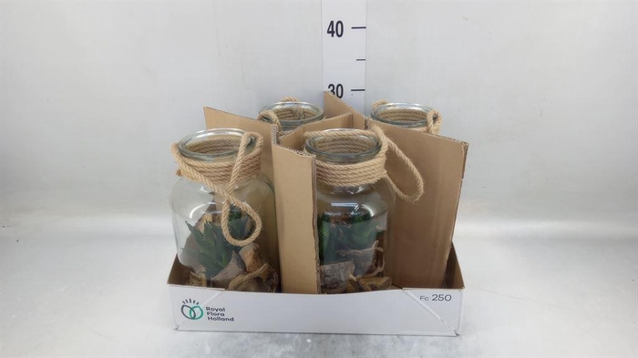 <h4>Arr.   Kamerplant Groen H%</h4>