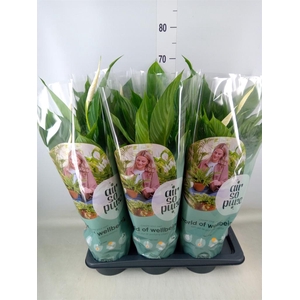 Spathiphyllum  'Vivaldi'