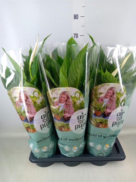 <h4>Spathiphyllum  'Vivaldi'</h4>