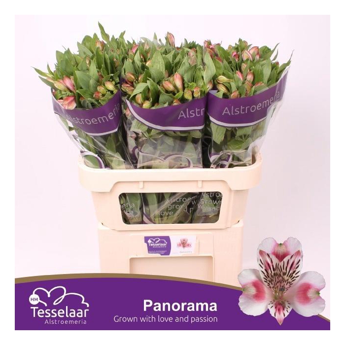 <h4>Alstr Panorama</h4>