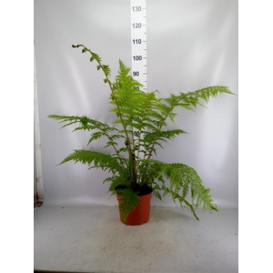 Cyathea cooperi