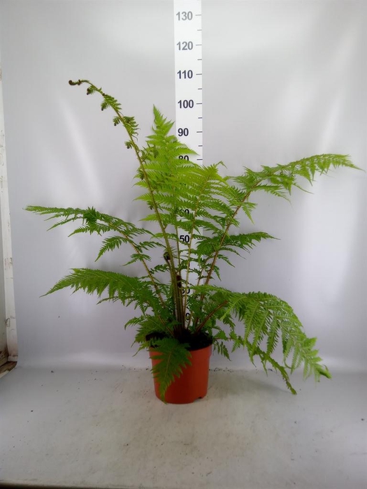 <h4>Cyathea cooperi</h4>