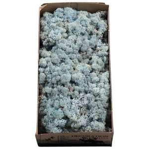 Ijslandmos (reindeer) Ijsblauw