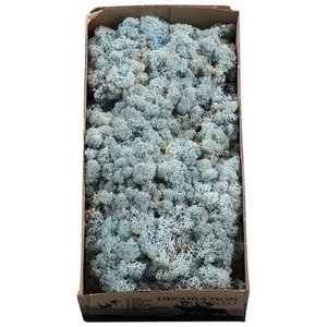 Ijslandmos (reindeer) Ijsblauw