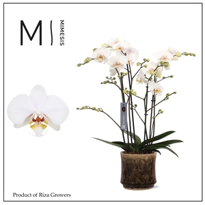 Phalaenopsis Marvellous White 50+ – 17cm in Nolan Pine | Mimesis