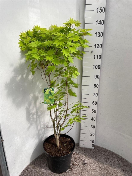 <h4>Acer shirasawanum Jordan</h4>