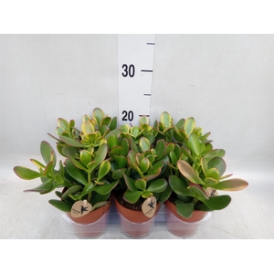Crassula ovata