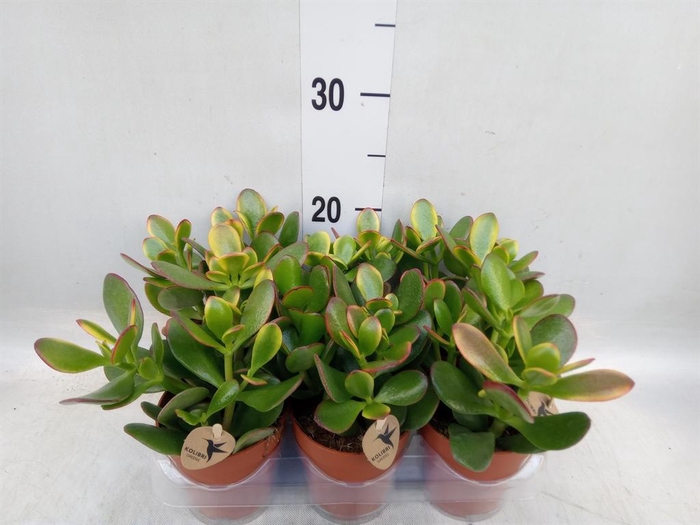 <h4>Crassula ovata</h4>