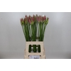 Nerine Bicolor Lipstick