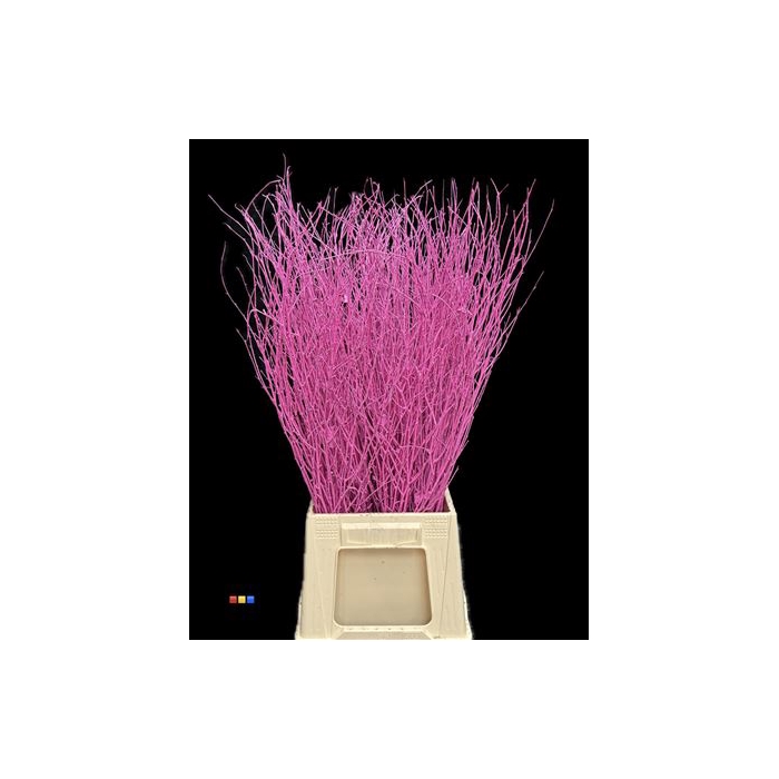 <h4>Betula / Berkentak Cerise</h4>