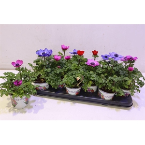 arr8 Anem Co Harm Gem