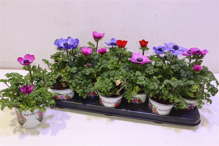 <h4>Anem Co Harm Gem</h4>