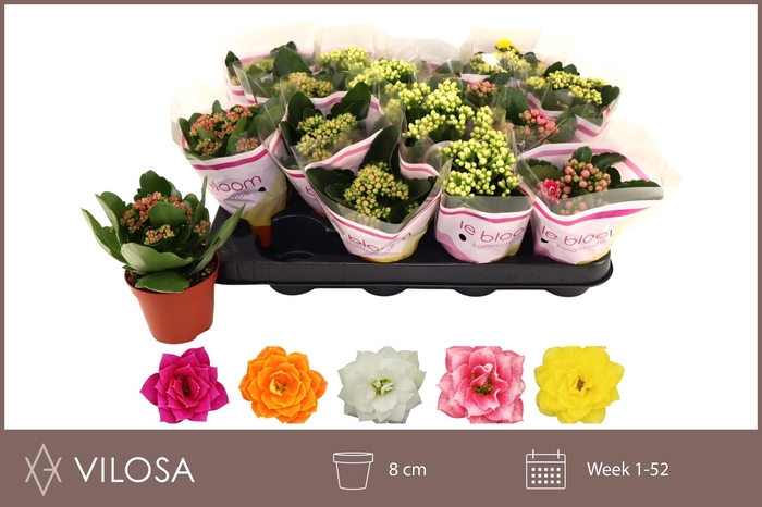 <h4>KAL GE GEM 5 KL</h4>