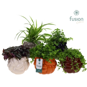 Keramiek pot Medium met Groen planten mix