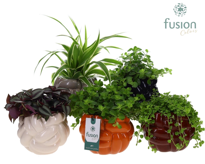 <h4>Keramiek pot Medium met Groen planten mix</h4>