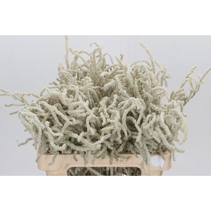 AMAR YEARMING DESERT