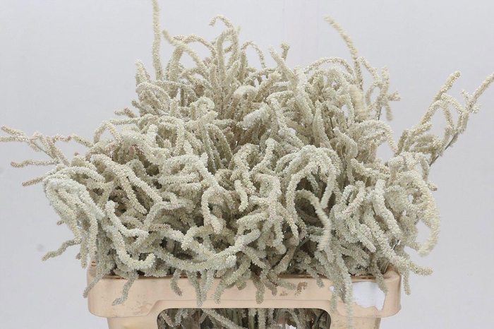 <h4>AMAR YEARMING DESERT</h4>