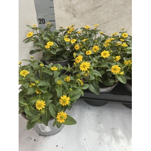 SANV PROCUMBENS