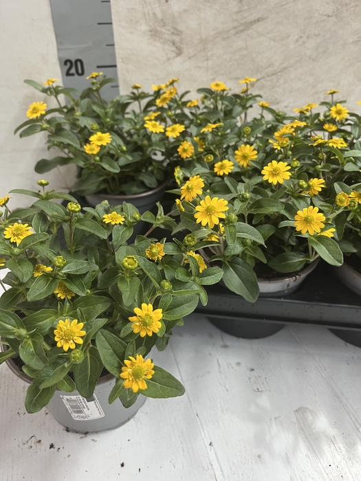 <h4>SANV PROCUMBENS</h4>