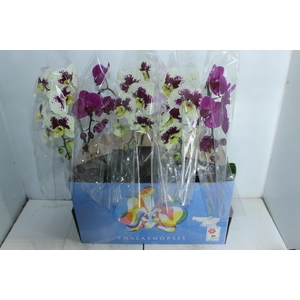 PHALAENOPSIS ESPECIAL P15 MIN 5 FLS
