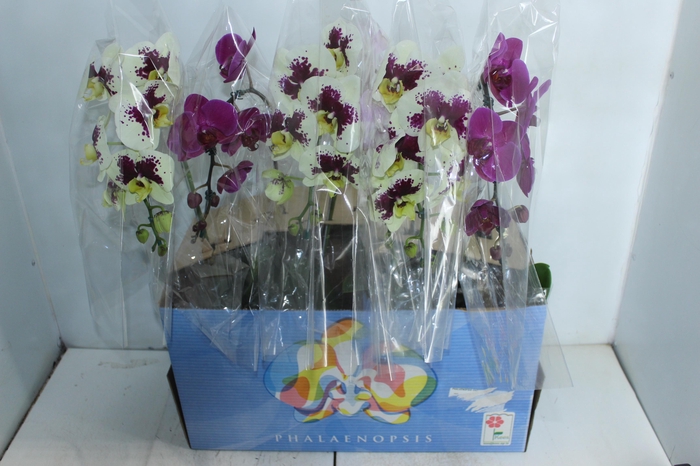 PHALAENOPSIS ESPECIAL P15 MIN 5 FLS