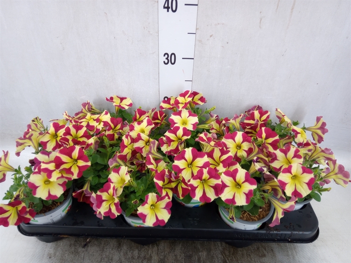 <h4>Petunia  'Amore Queen of Hearts'</h4>