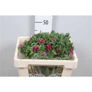 Anem Co Galil Purper