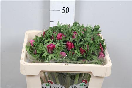 <h4>Anem Co Galil Purper</h4>