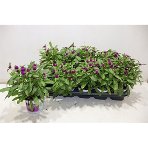 Gomph Gl Purple Dots