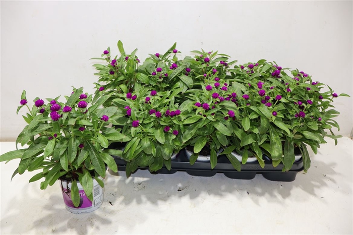 <h4>Gomph Gl Purple Dots</h4>